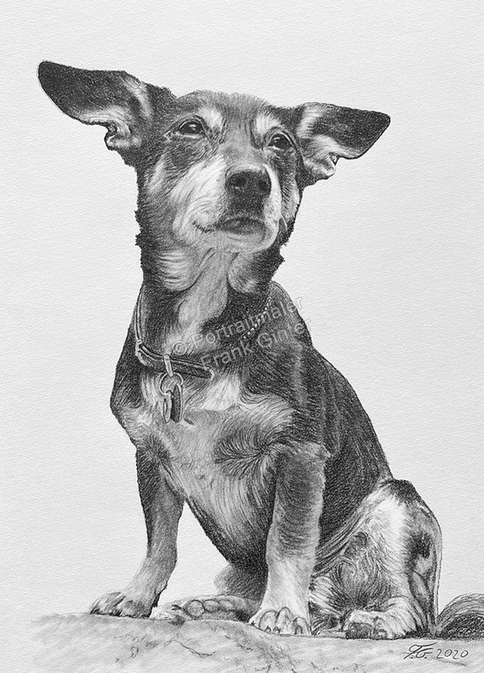 Bleistiftzeichnung-Hundeportraits, Ganzkörperzeichnung