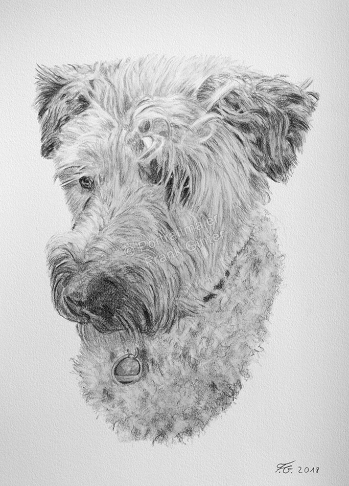 Bleistiftzeichnung eines Hundeportraits, mit Bleistift fotorealistisch gezeichnet