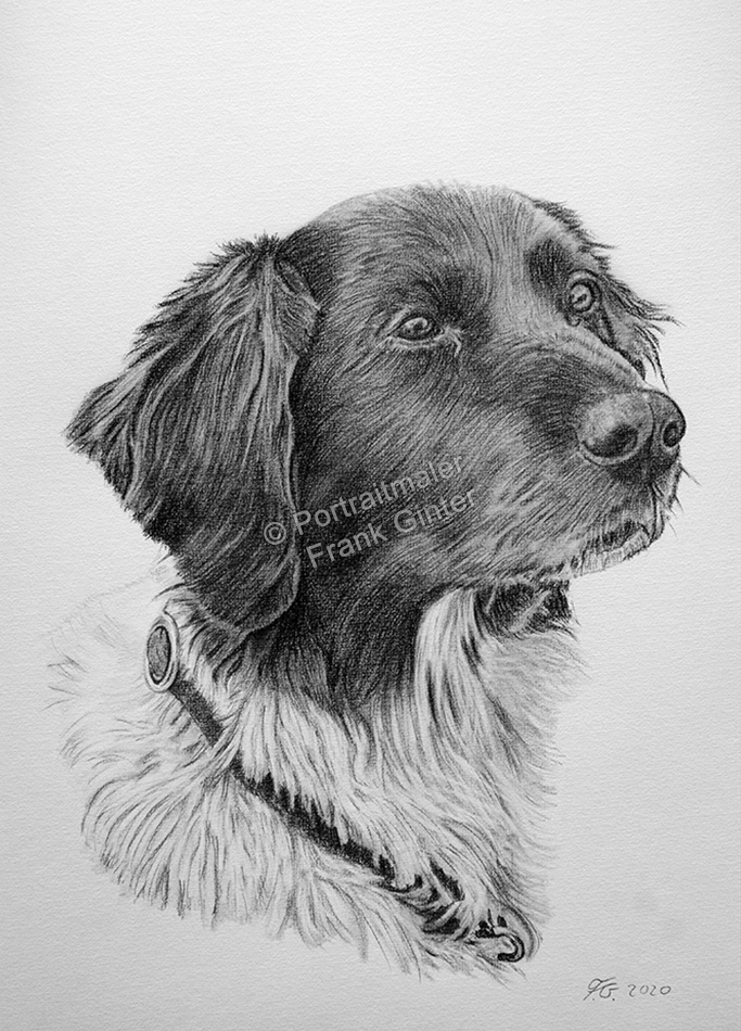 Bleistiftzeichnungen, Tierportraits zeichnen lassen, Hundeportrait vom Foto