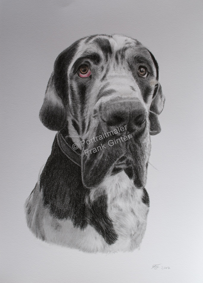 Farbstiftzeichnung, Hundeportrait mit Farbstiften gezeichnet