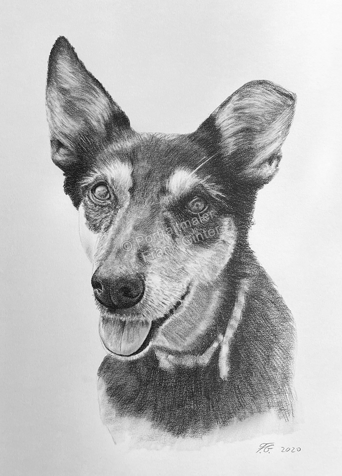 Hundezeichnung-Hundeportrait-Bleistiftzeichnung