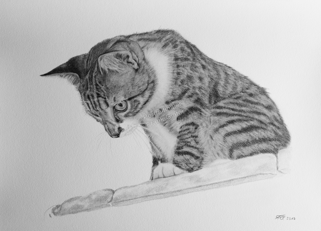 Tierportraits-Katzenzeichnung, Bleistiftzeichnung einer Katze